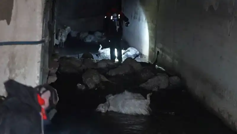 Hayvanlar için Tehlike! Keskin Koku, Onlarca Canlının Hayatına Mal Oldu