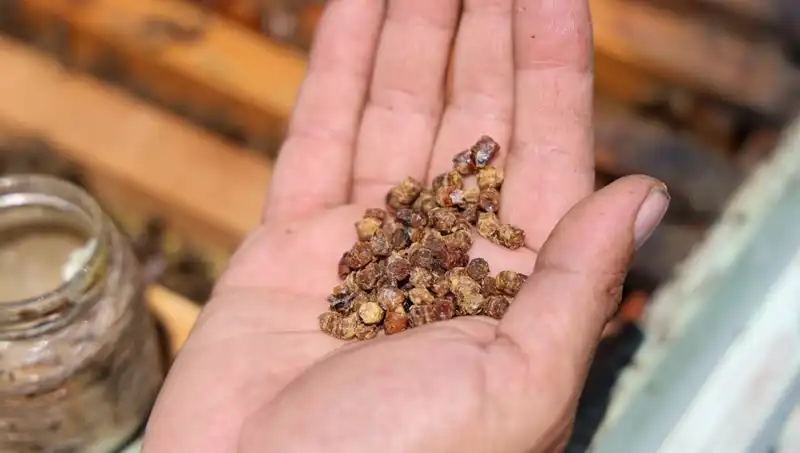 Eskiden Çöpe Atılan Bu Besin Artık 3000 TL Kilo Değerinde!