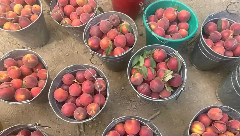 Çiftçiler Sevinçte: Hasat Döneminde Fiyatlar Yükseldi, 100 Lira Oldu!