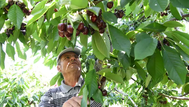 Lapseki Devi: Çay Bardağına Sığmayan Dev Yetişkin Salyangoz!