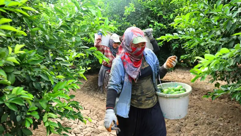 Market Fiyatları Yükseldi: 150 Lirayı Aşan Ürünlerin Hasadı Başladı!