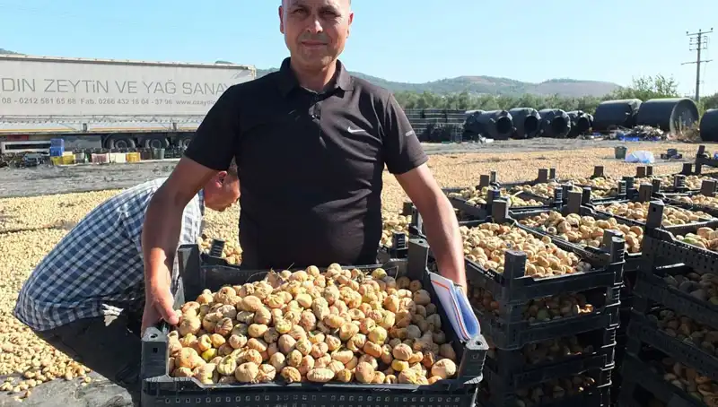 Balıkesir'de Hasat Dönemi: Çin ve Rusya'ya İhracat Başladı