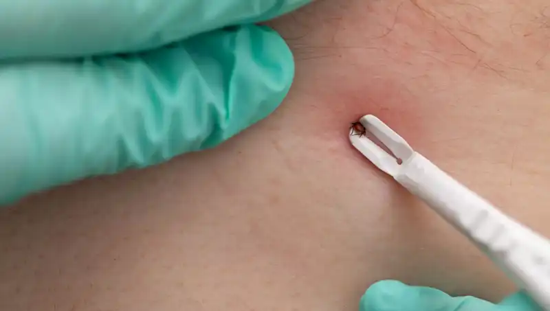 Kene Tehlikesi İle Mücadelede Dikkat Edilmesi Gereken Belirtiler