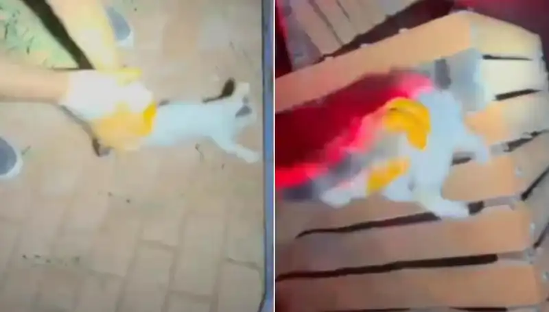Gece Yarısı İtfaiyeden Kedi Kurtarma Operasyonu: Tüyler Ürpertici Anlar