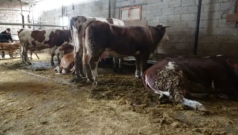 Mavi Dil Hastalığı: Belirtileri, Bulaşıcılığı ve Korunma Yöntemleri